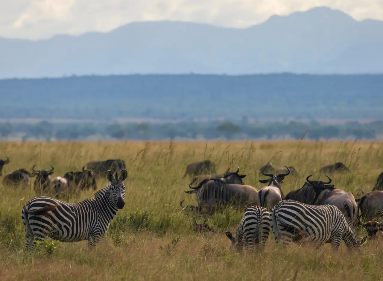 39